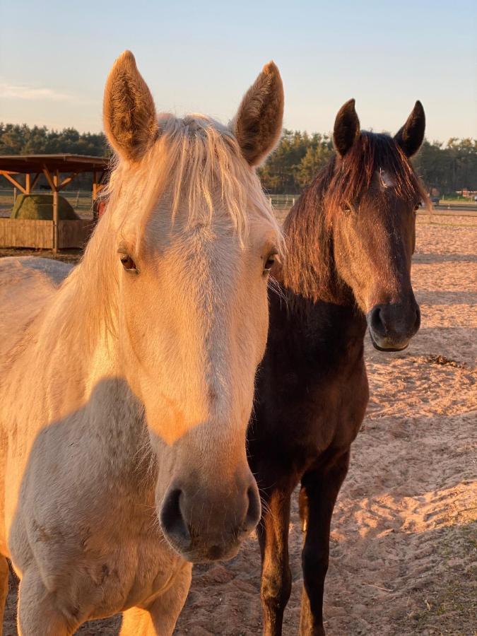 Ferienwohnung Auf Pferdehof Dreetz Eksteriør bilde