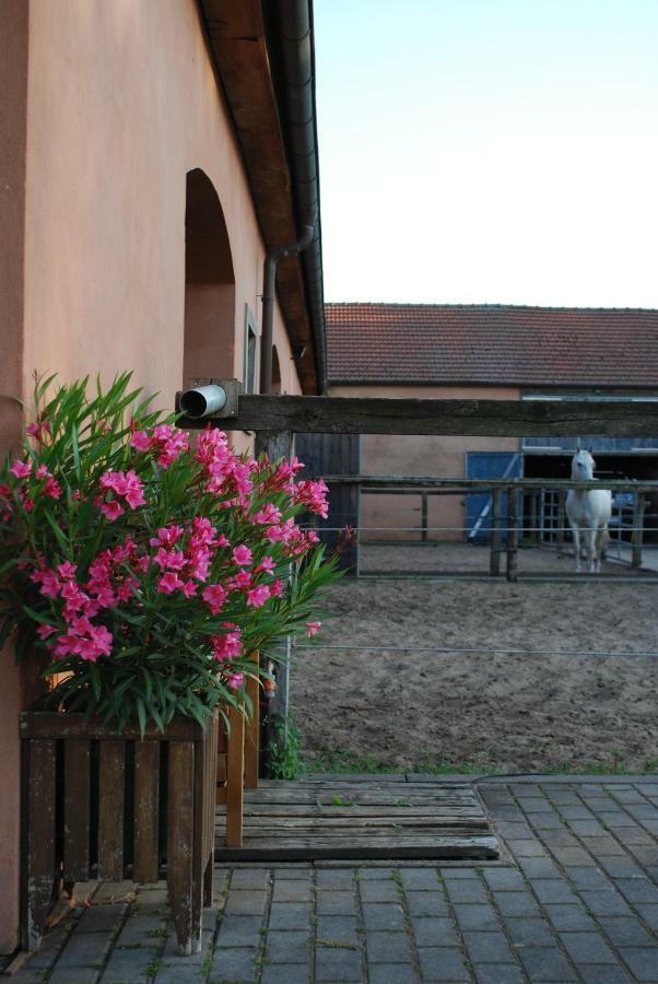 Ferienwohnung Auf Pferdehof Dreetz Eksteriør bilde